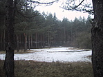 Tisztás a közelben