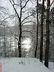 Fák