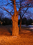 A legöregebb fa a parkban