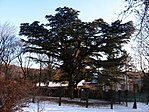 a cédrus