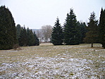 Fenyők