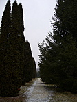 Óriás tuják