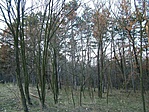 Erdő