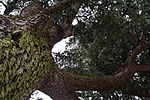 A cédrus