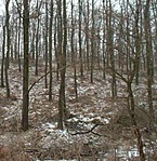Erdő