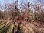 Erdő