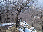 Borjúfő