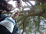 Cédrus alatt