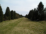 Az arborétumban