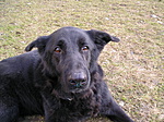 Sparky (1995 tavasz-2006.03.25.) R.I.P.