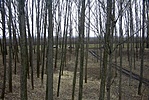 Autók