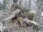 A rejtek