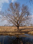 legszebb fa