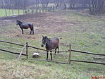 vízilovak