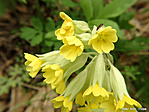 Tavaszi kankalin (Primula veris)