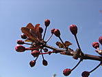 Tavasz