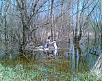 cmf gázol