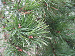 Fenyőág közelről