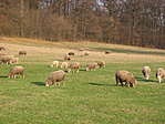 Beeerkák