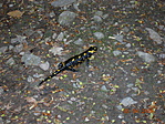 Szalamandra