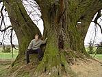 Az öreg hárs alatt