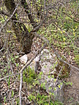 álca