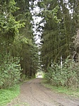 Az erdő "bejárata"