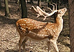 Dámszarvas, Dama dama (2002.júli)