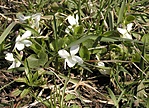 Fehér Ibolya (Viola stagnina?)