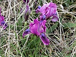 Törpe nőszirom (Iris pumila)