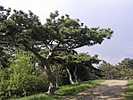 Bonsai :-)