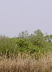Madár