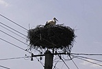 A híres gólya