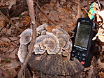 Trametes versicolor (L.:Fr.)Pilat -- Lepketapló