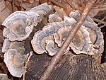 közelebbről
