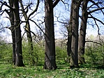 A nyolcak