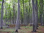 Erdőrészlet