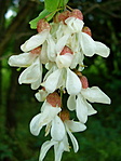 Akác