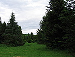 arborétum bentről