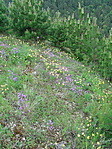 Botanikai kánaán