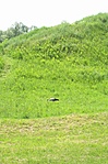Vadászgólya