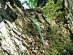 Pihenő