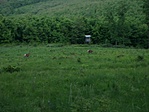 Szarvasok!