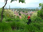 Panoráma