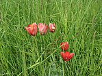 Tulipánok