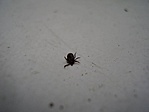 Travel bug 2, otthon...