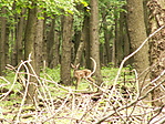 Bambi