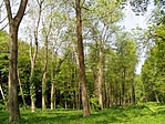 Védterületi fák