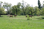 Nyolc lóerő