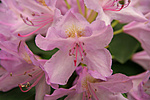 Rhododendron